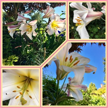 Lilium regale 'Album'