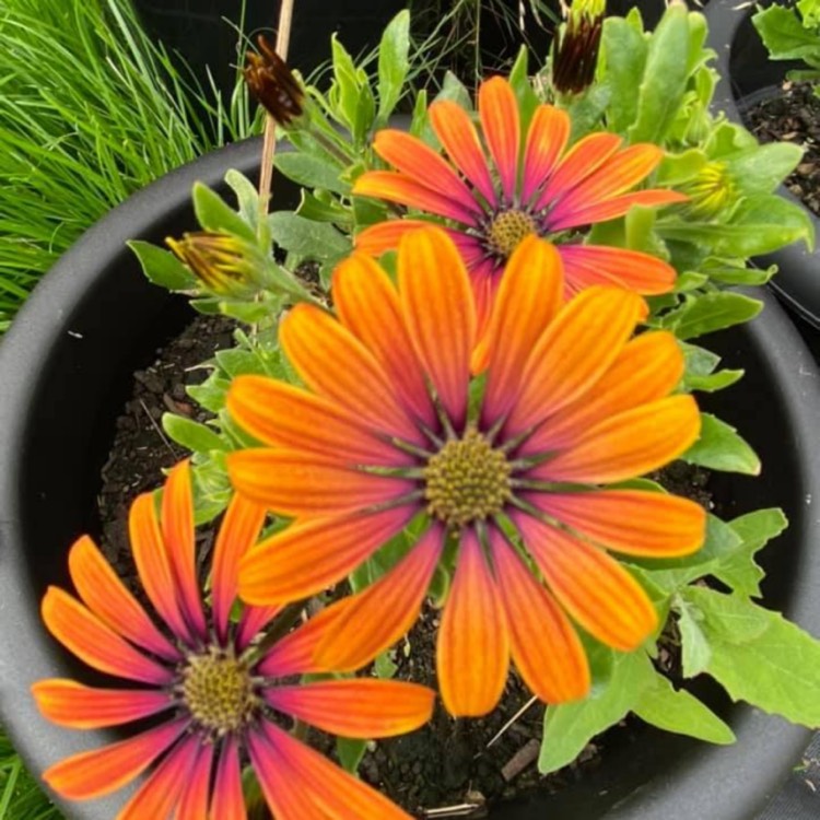 Plant image Osteospermum ecklonis 'Astra Purple Sunset'