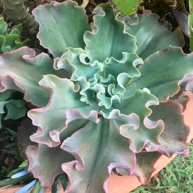 Echeveria Blue Curls