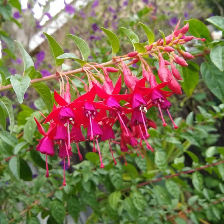 Plant image Fuchsia 'Tom Thumb'