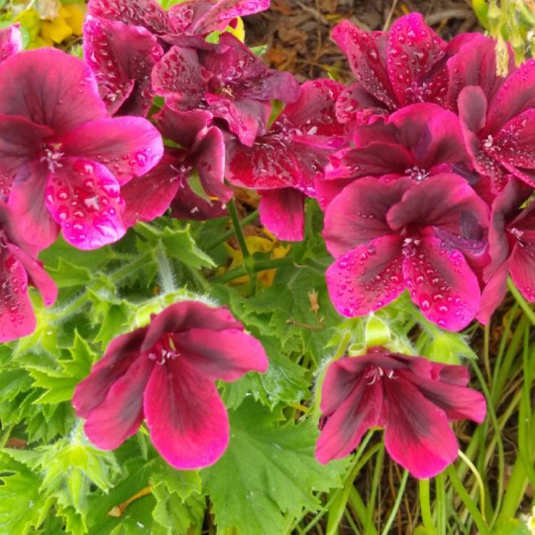 Plant image Pelargonium 'Regalia Chocolate'