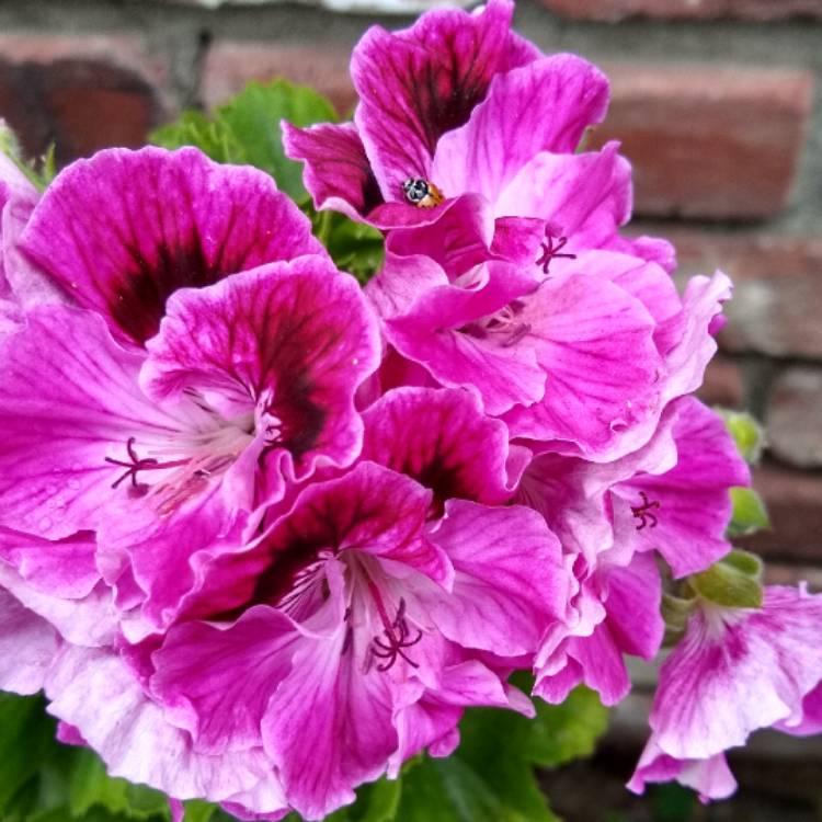 Plant image Pelargonium x domesticum