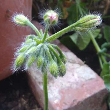 Geranium