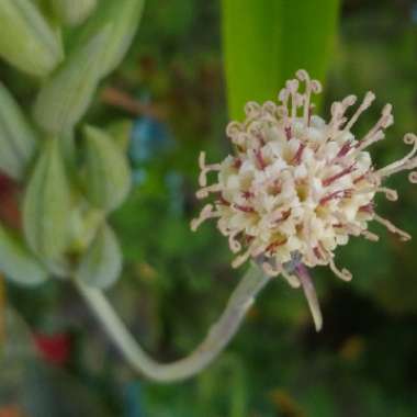 Senecio radicans