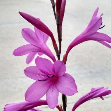 Watsonia borbonica