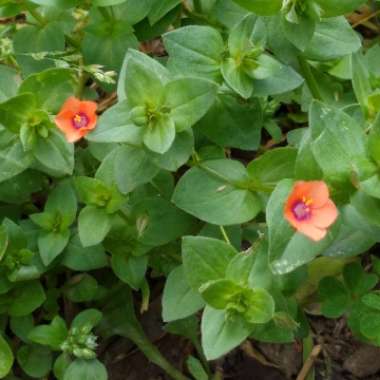 Anagallis arvensis