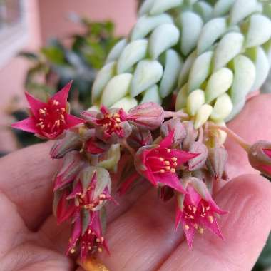 Sedum Morganianum