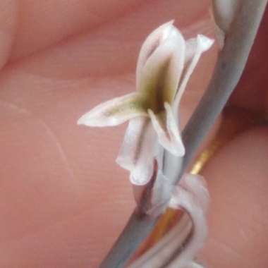 Haworthia truncata 'Lime Green'