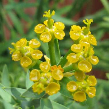 Euphorbia pteroneura