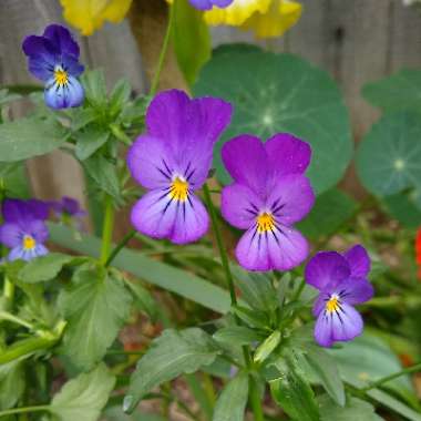 Viola tricolor