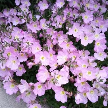 Oenothera speciosa