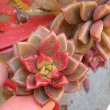 x Graptosedum Bronze