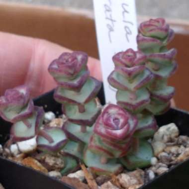 Crassula perforata x Crassula rupestris var marnieriana 'Baby Necklace'