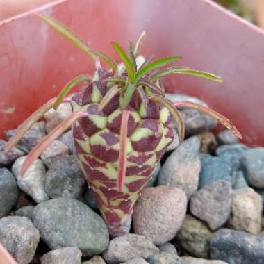 Euphorbia clandestina