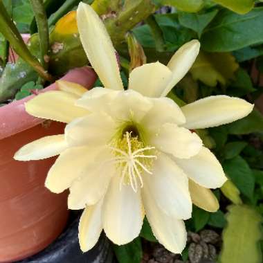 Epiphyllum