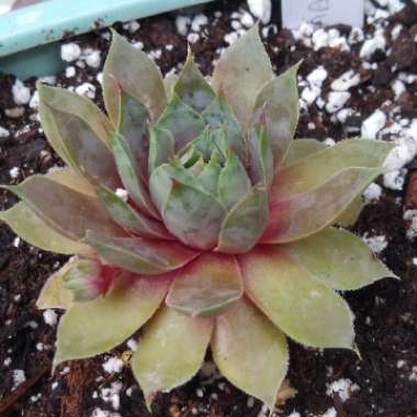 Sempervivum Commander Hay