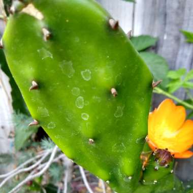 Opuntia canterae  syn. Opuntia elata