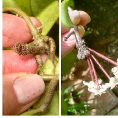 Hoya Carnosa