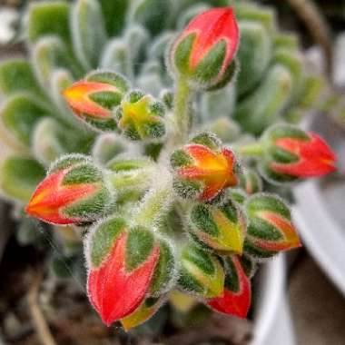 Echeveria Setosa var. Setosa