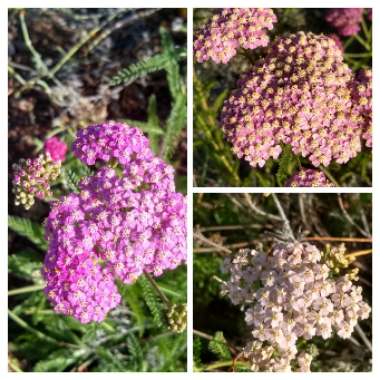 Achillea