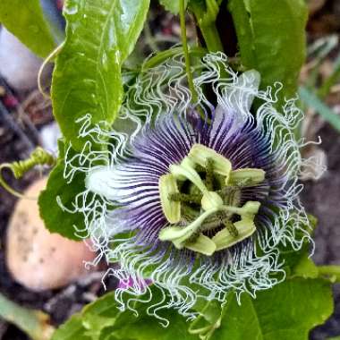 Passiflora edulis