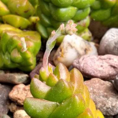 Crassula columella