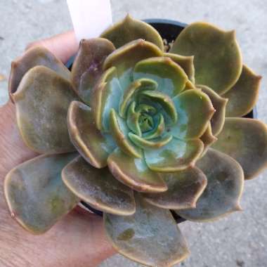 Echeveria