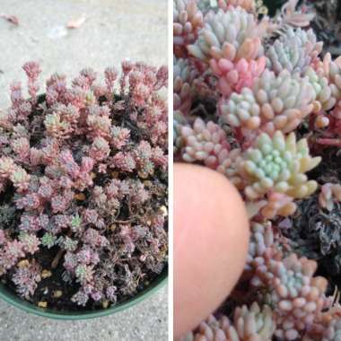 Sedum hispanicum