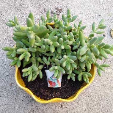 Crassula nudicaulis var. 'Herrei'