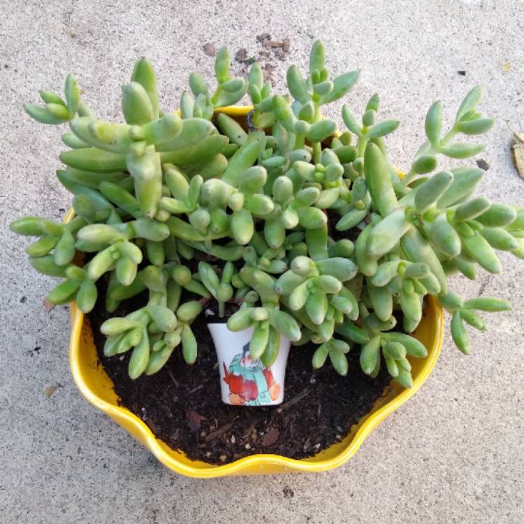 Plant image Crassula nudicaulis var. 'Herrei'