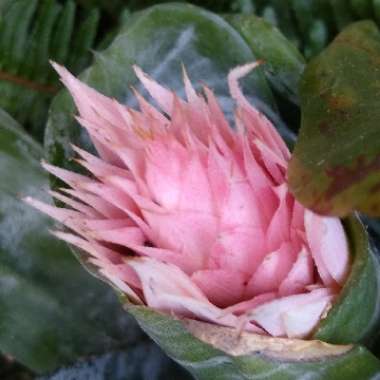 Aechmea Fasciata Primera