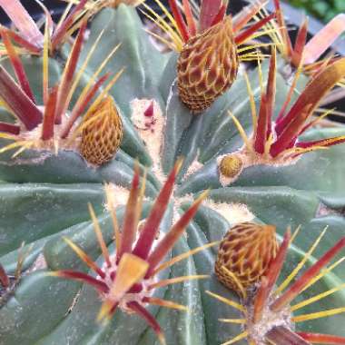 Ferocactus latispinus