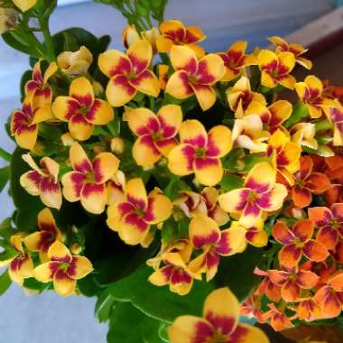 Kalanchoe Blossfeldiana