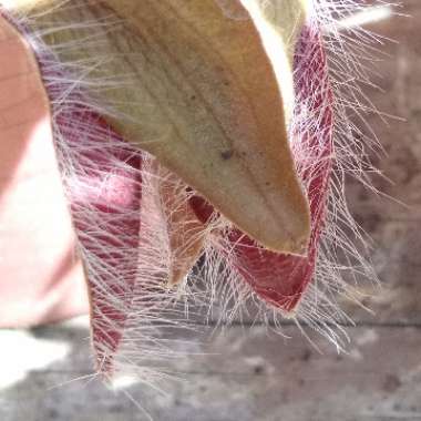 Stapelia hirsuta