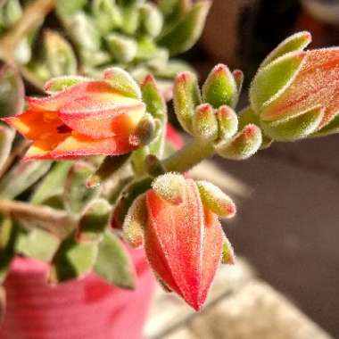 Echeveria Harmsii