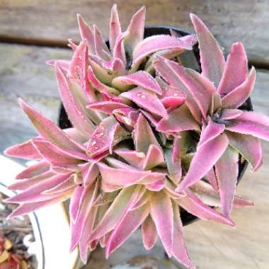 Crassula Rubricaulis Variegated