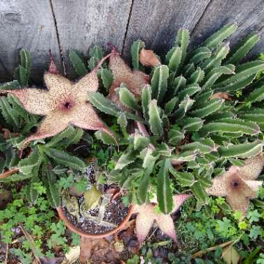 Stapelia gigantea