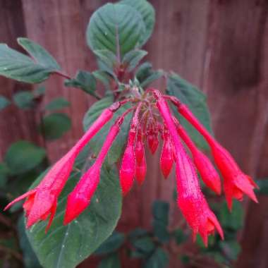 Fuchsia 'Firecracker'