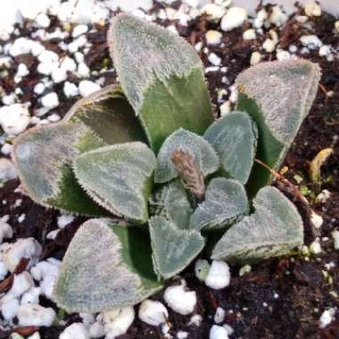 Haworthia pygmaea