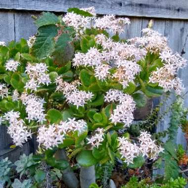 Crassula ovata syn. Crassula argentea, Crassula portulacea,Crassula obliqua,Crassula articulata,Crassula nitida,Crassula lucens.