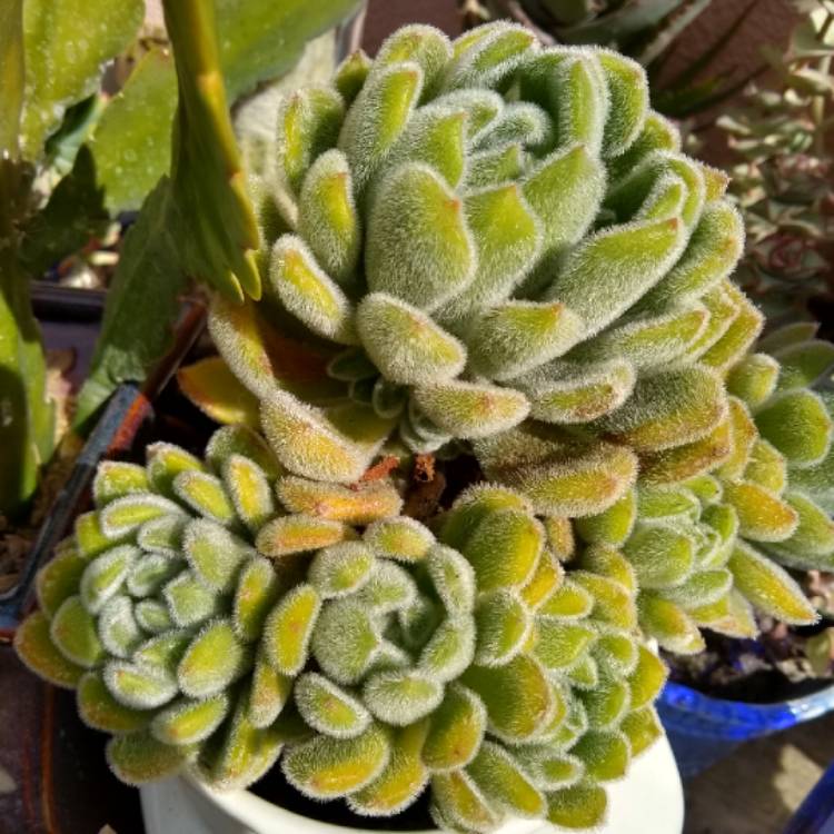 Plant image Echeveria Leucotricha