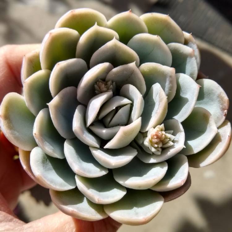 Plant image Echeveria Arctic Ice