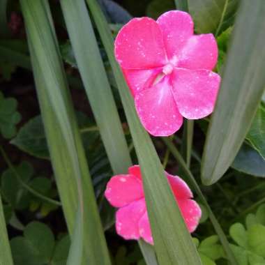 Impatiens