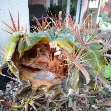 Ferocactus latispinus