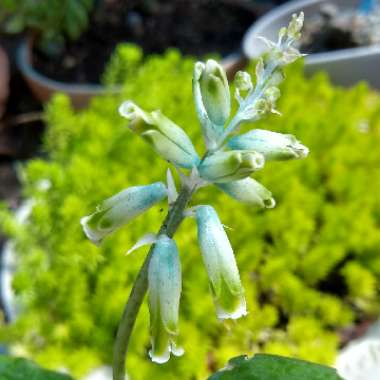 Lachenalia Aloides