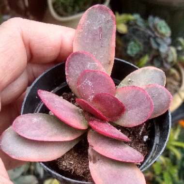 Crassula platyphylla variegated