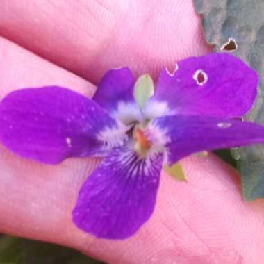 Viola odorata