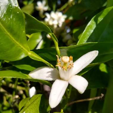 Citrus sinensis