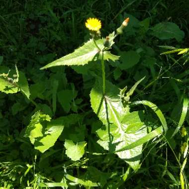 Sonchus Oleraceus