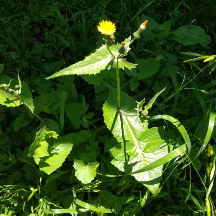 Plant image Sonchus Oleraceus